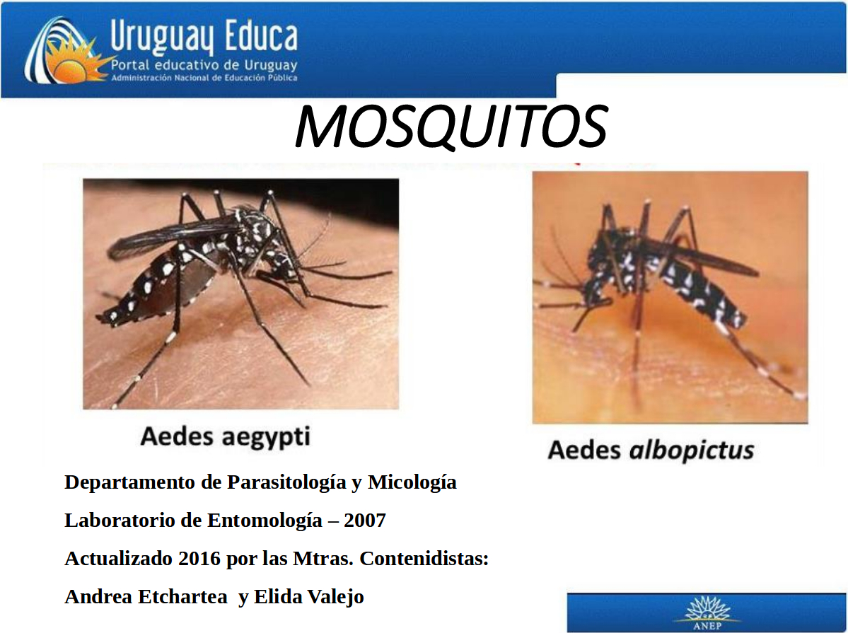 Aedes Aegypti Vector Del Dengue Sika Chikungunya Uruguay Educa